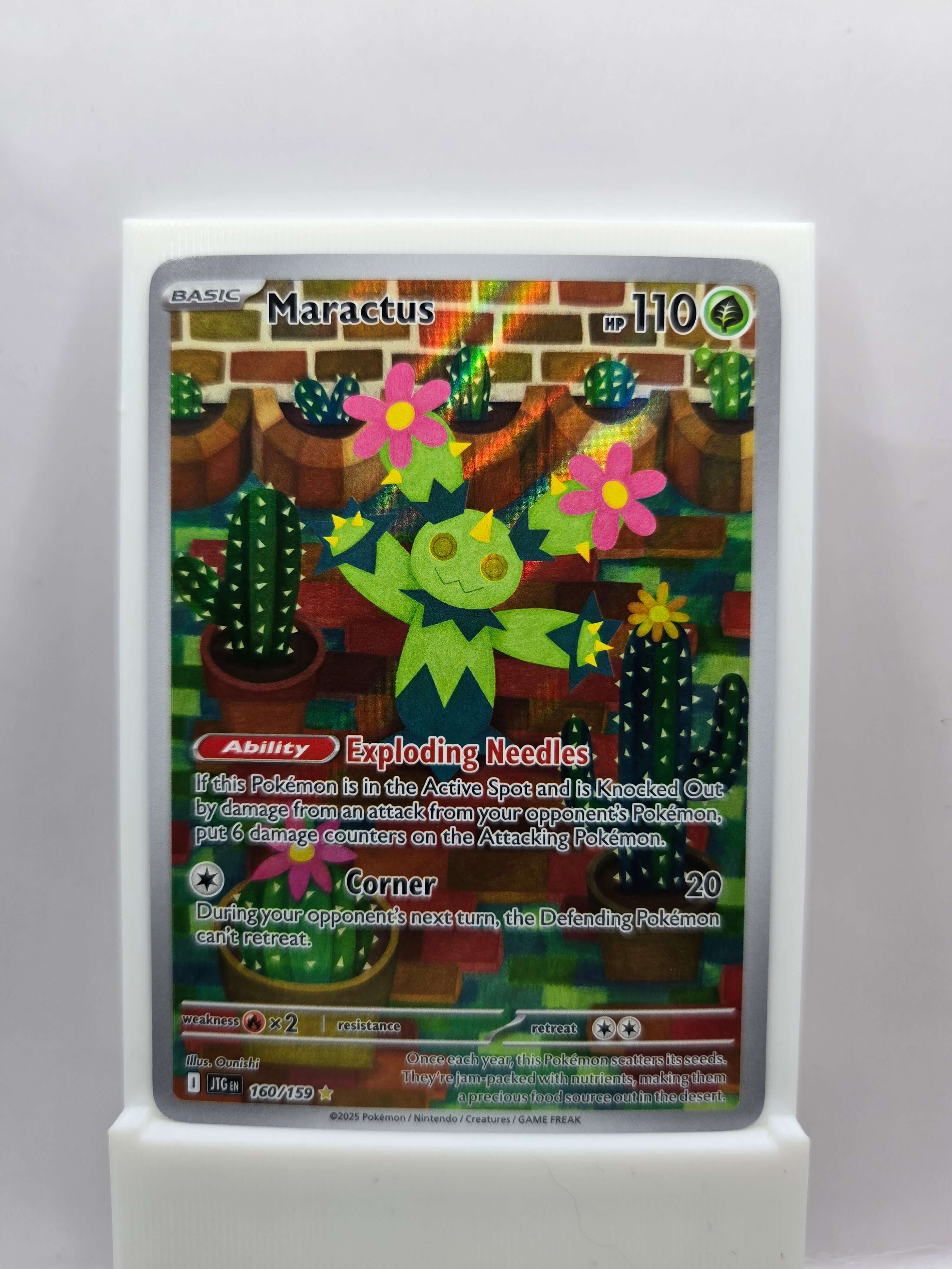 Maractus 160/159
